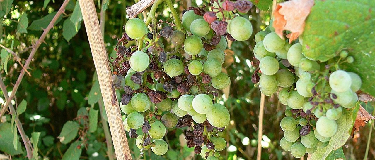 Uvas momificadas a causa de la black rot, en una planta abandonada.