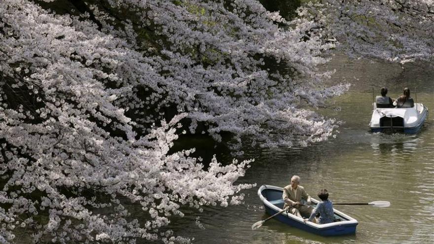 Japón recibe la primavera con el &quot;sakura&quot;