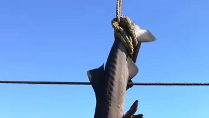 Capturan un tiburón de más de 90 kilos en aguas de Castellón