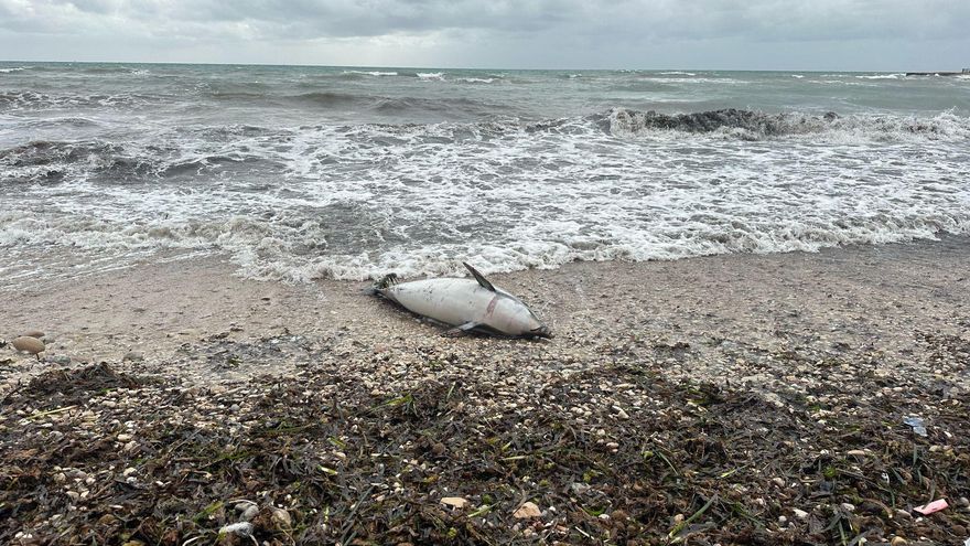 Un delfín muerto encalla en la playa de la Almadraba en El Campello