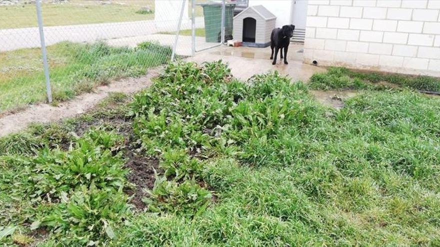 La protectora demanda instalación de luz y mejoras en los desagües