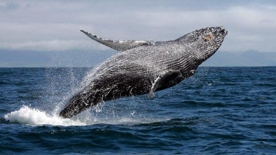 Ballenas migrando en el mar