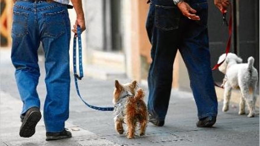 Girona iniciarà una campanya dirigida als amos dels 2.000 gossos sense censar