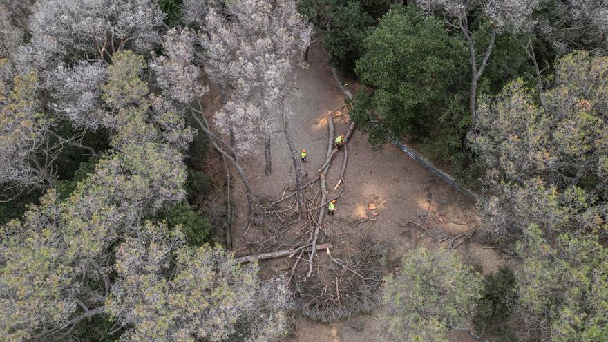 Catalunya talarà arbres perquè arribi més aigua als embassaments