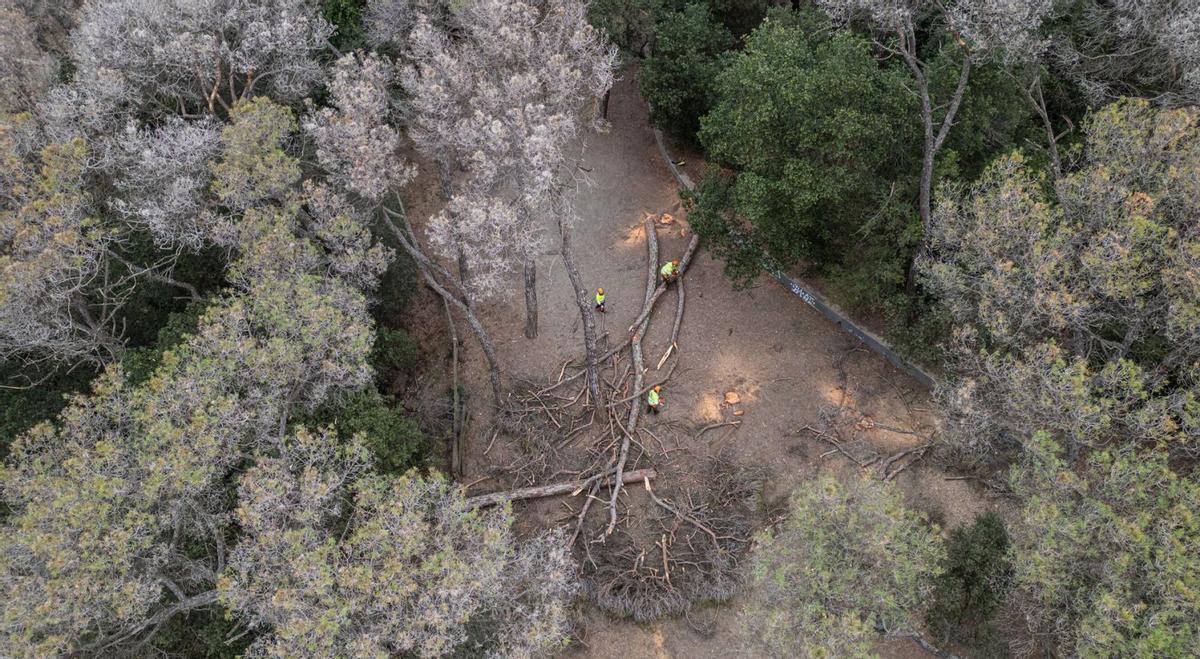 Catalunya talarà arbres perquè arribi més aigua als embassaments