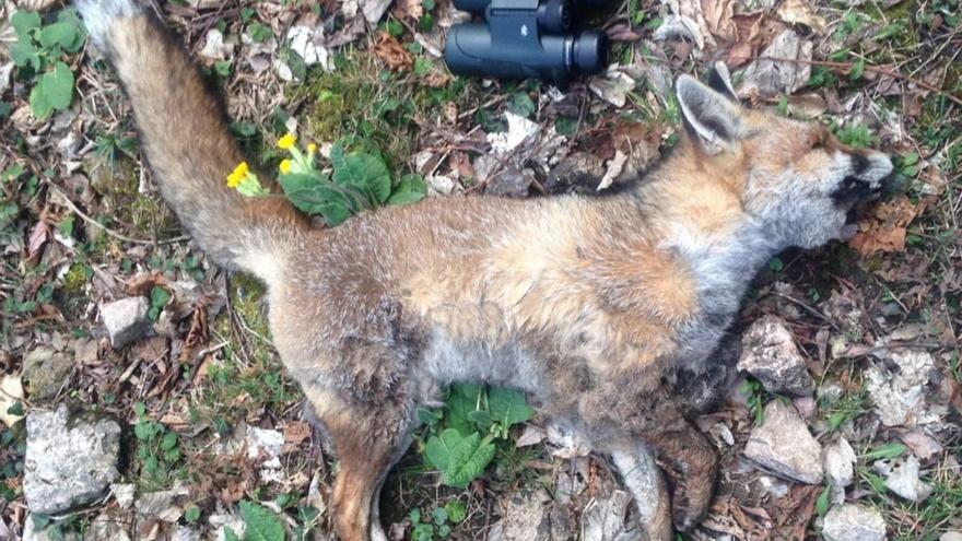 Un zorro muerto encontrado en el transcurso de la investigación. | M. Fernández García