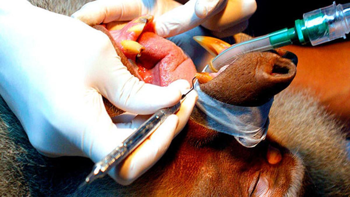 Un veterinari colombià practica una cirurgia dental a un babuí mascle al zoològic de Santa Fe de Medellín.