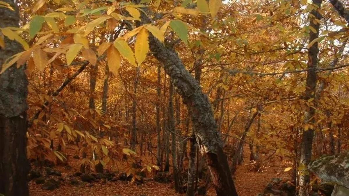 Castañar de Hervás.