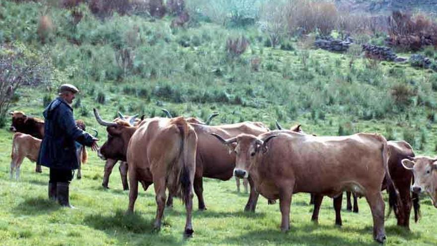 Un ganadero con vacas de raza alistano-sanabresa en una imagen tomada en 2012 en el valle del Bibey. Foto L. O. Z.