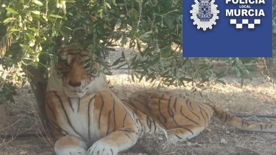 Llama a la Policía tras ver un tigre en Sangonera la Seca