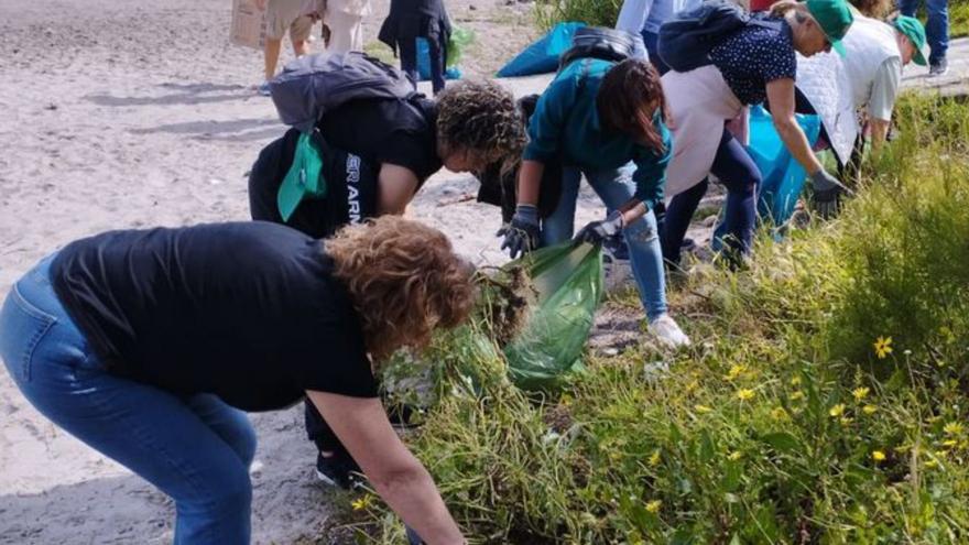 A ameaza da “arctotheca calendula”