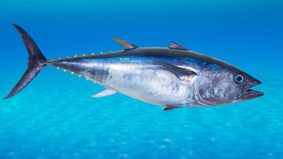 ¿Se está exagerando el peligro del mercurio en el pescado?