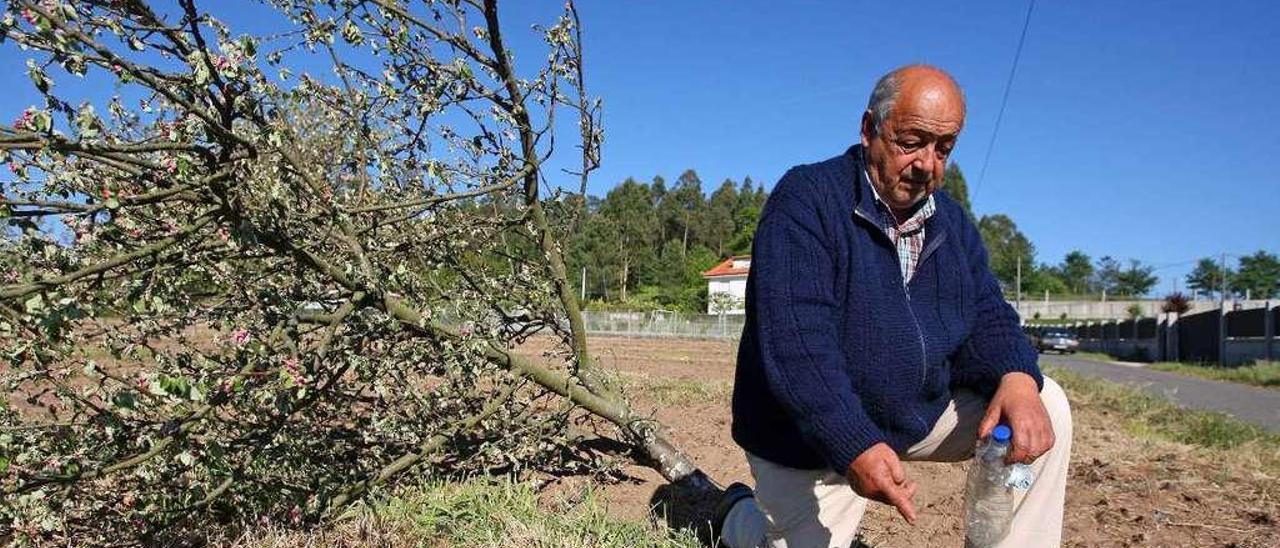 López Pampín, ayer, junto a uno de los manzanos que aparecieron talados en Moreira. // Bernabé / Cris M.V.