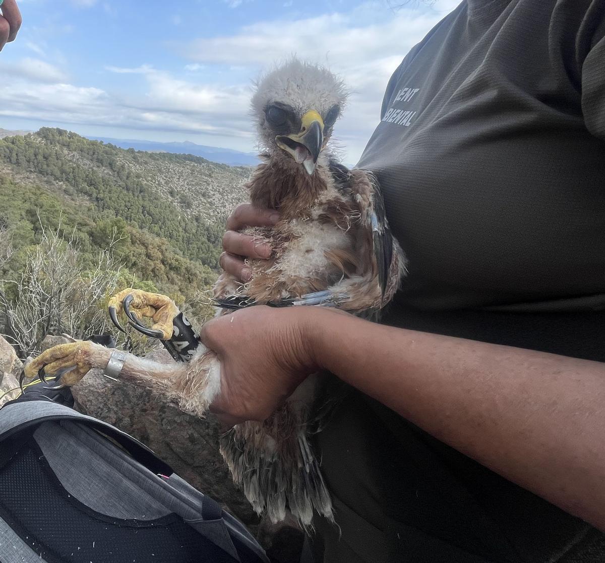 Aquest pollet d’àguila de panxa blanca ha sigut rescatat d’una mort segura.