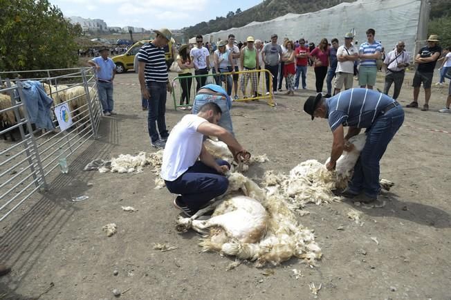 FERIA GANADO ARUCAS