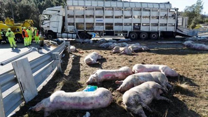 Uns 80 porcs moren a l&#039;Eix en accidentar-se el camió que els transportava