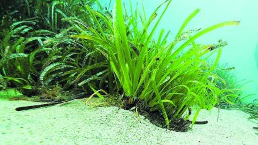 Ebenfalls Forschungsobjekt der Bremer Wissenschaftler: die Seegraswiesen. | FOTOS: HYDRA MARINE SCIENCES GMBH/CHRISTIAN LOTT