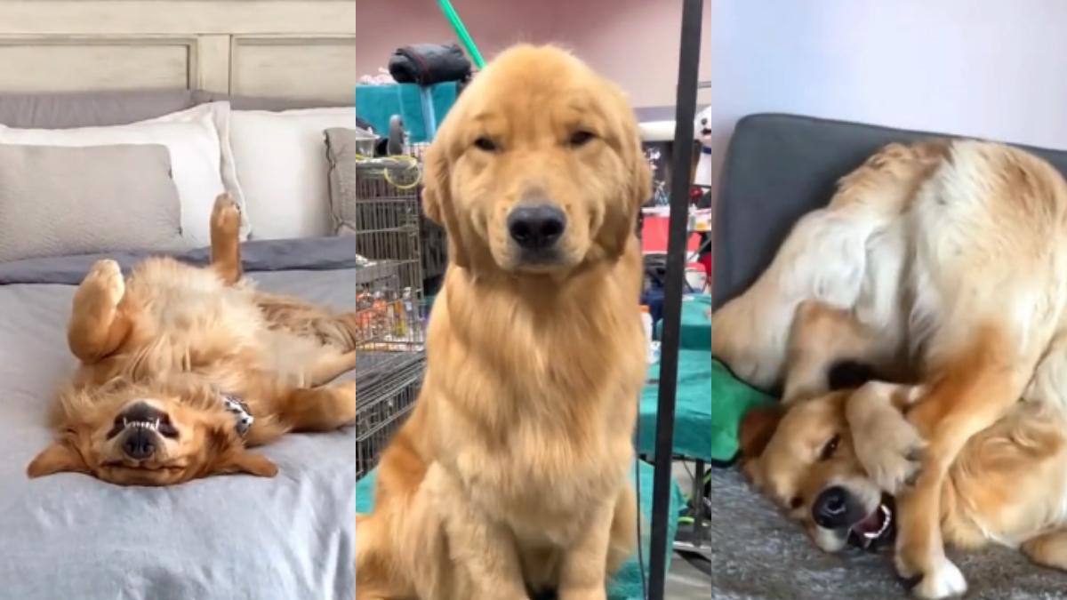 El Golden Retriever más viral de TikTok