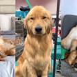 El Golden Retriever más viral de TikTok