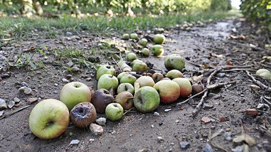 Les pluges danyen entre el 20%  i el 30% de la collita de poma fuji