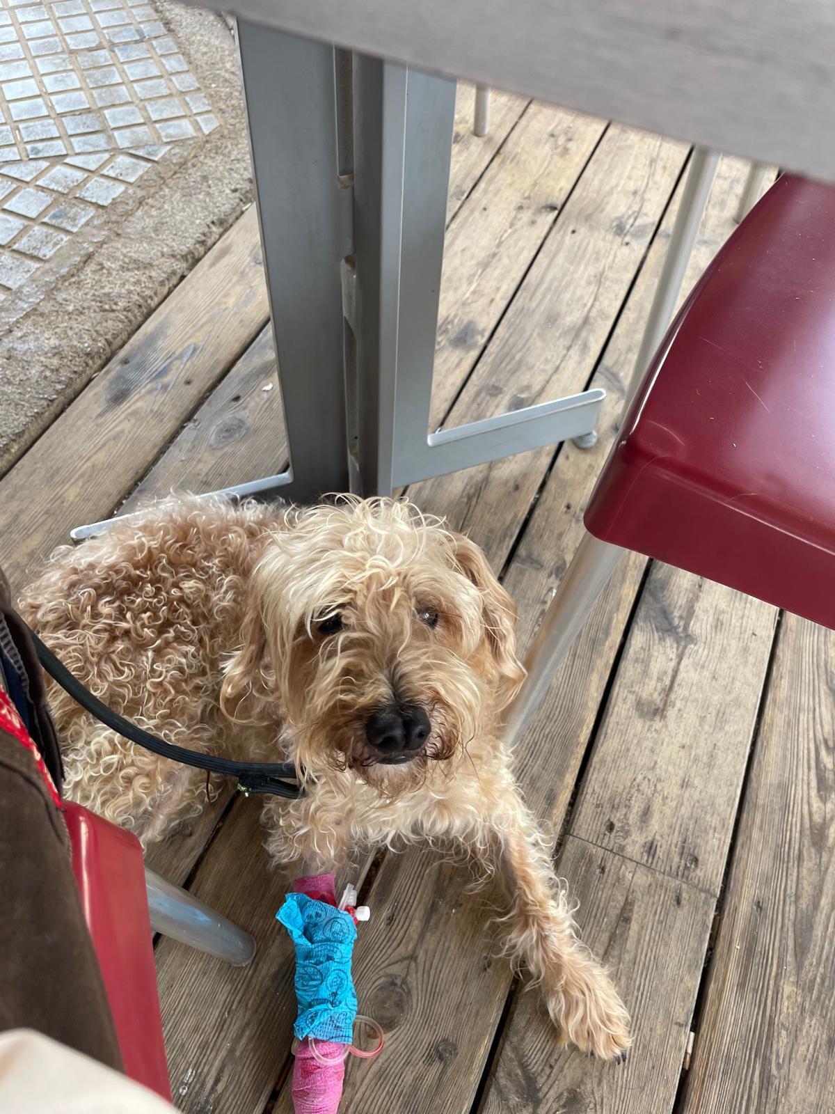 El caniche Boo en la finca de Porreres antes de recibir el disparo mortal del vecino.