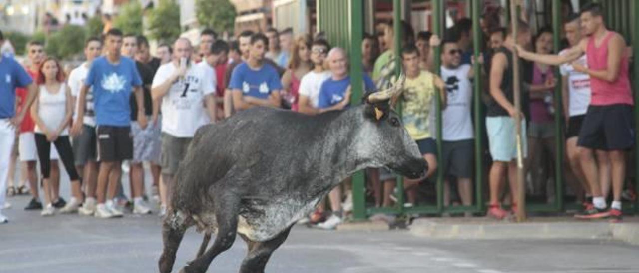 Más del 86 % de los vecinos de Simat decide mantener los «bous al carrer»