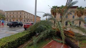 Una intensa tormenta barre Mallorca.