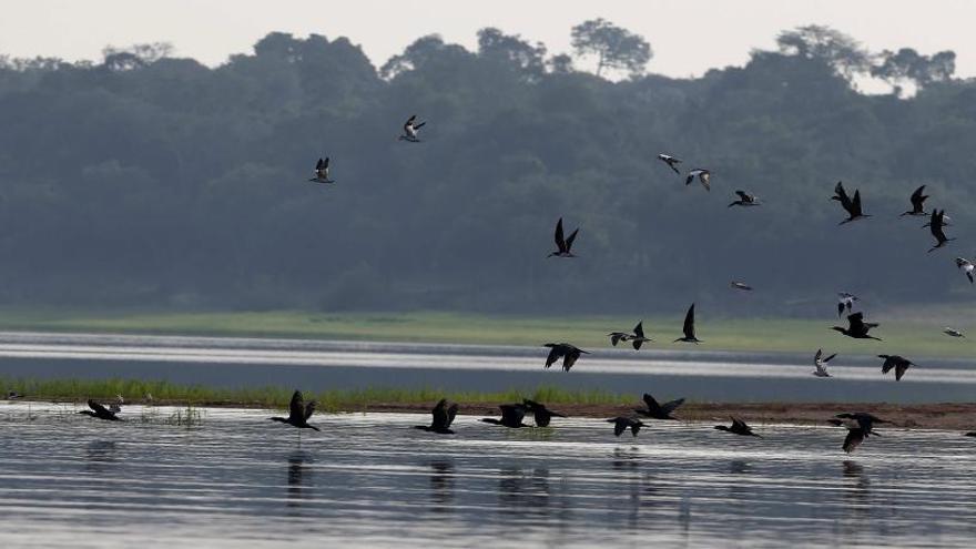 Fotografía de aves en la región de Tres Bocas, cerca de Manaos.