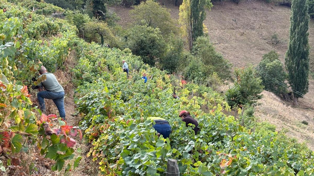 Un día de vendimia en un viñedo de bodega Verdea.