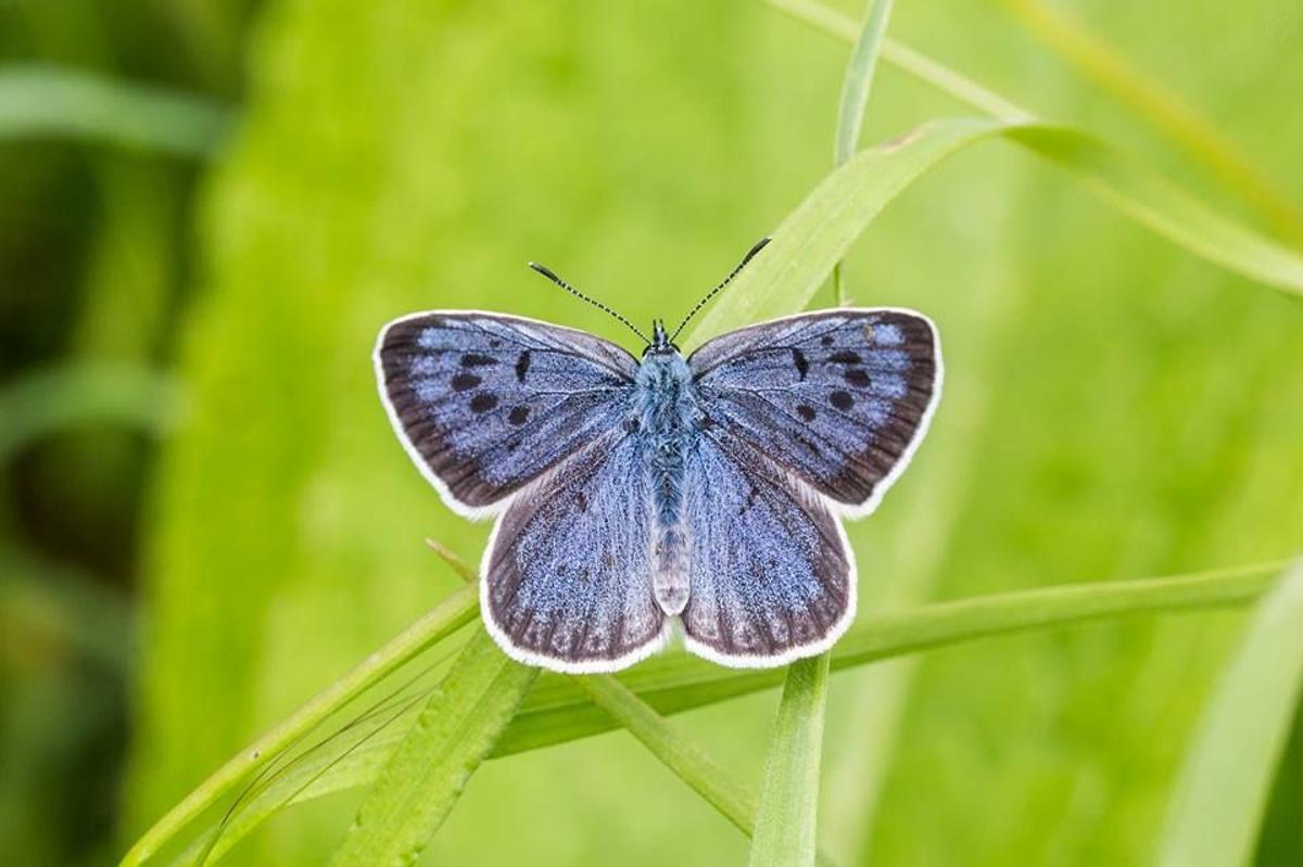 Mariposa hormiguera de lunares