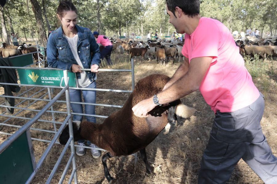 Fiesta de la Trashumancia en San Vitero