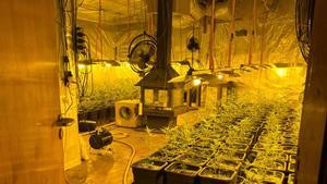 Lloga un xalet i el recupera dos anys després convertit en una plantació de marihuana gegant