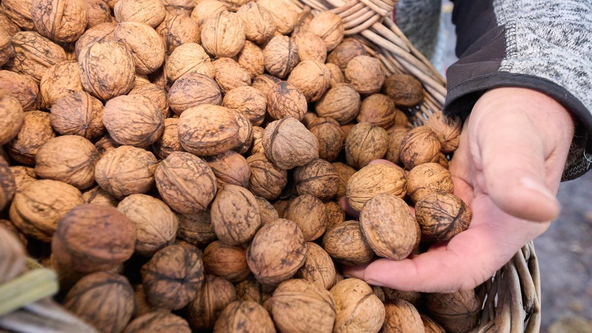 Obstbauer Kreuter erntet am Stadtrand von Koblenz Walnüsse.