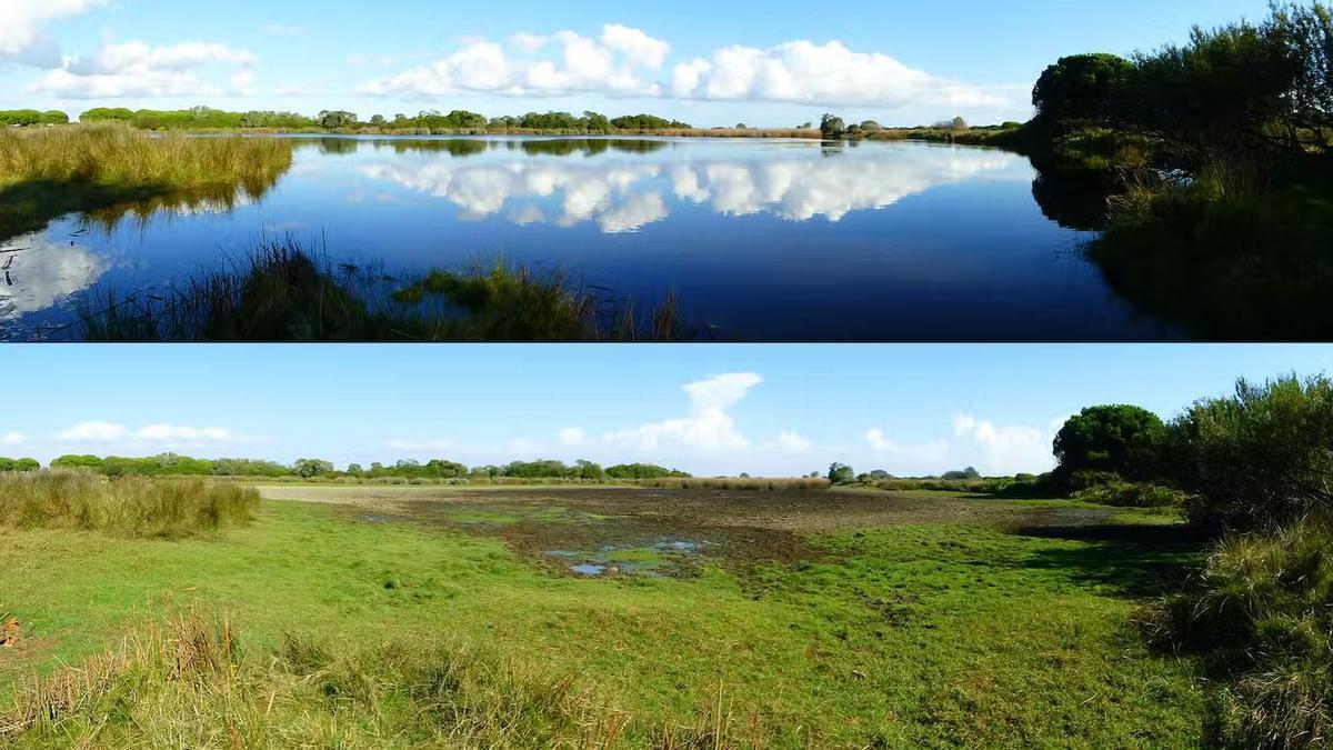 Variación en el estado del mismo paraje de Doñana, por falta de agua