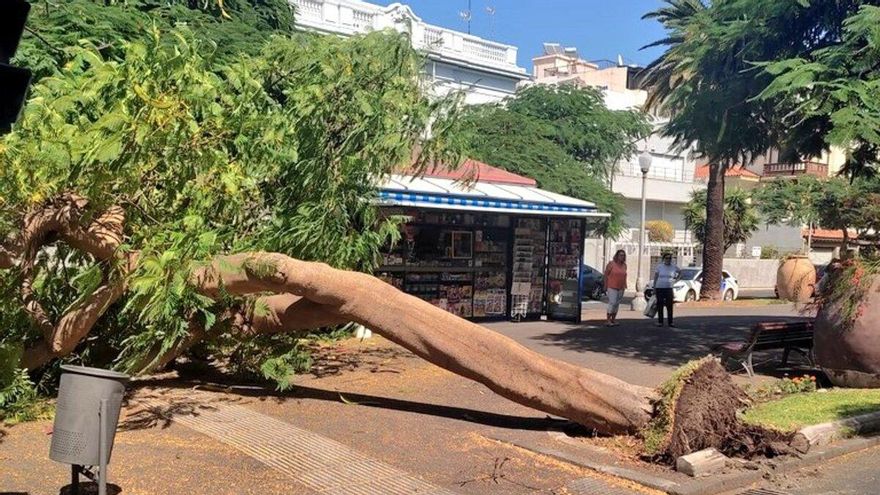 Cae otro árbol en Santa Cruz de Tenerife