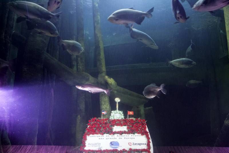 Fotogalería: Ofrenda de flores en el acuario de Zaragoza