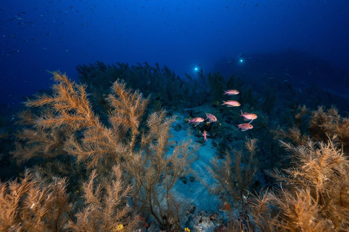 Bosque de coral negro en Playa Chica a 60 m (Lanzarote).
