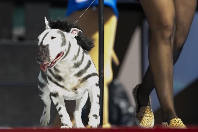 24.02.19. Las Palmas de Gran Canaria. Carnaval 2019. Concurso Carnaval Canino 2019. Eva León, presenta a Milka, con la fantasía " Desde la selva más salvaje llegan Milka y Eva a disfrutar del Carnaval Carioca. Foto Quique Curbelo