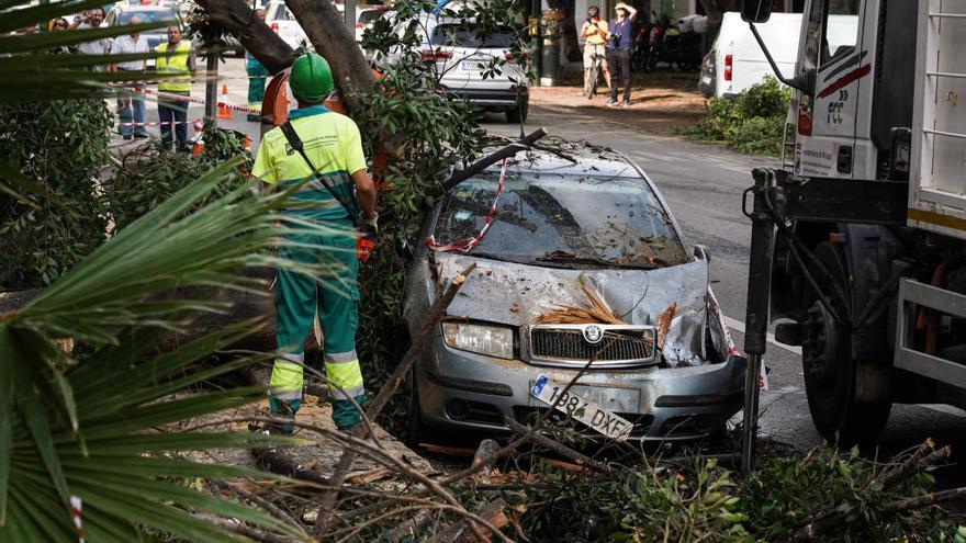 Un coche destrizado en el Paseo de Sancha al caerle la rama de un ficus.