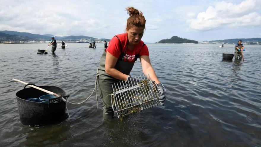 Una mariscadora faena en la ría de Pontevedra. // G. Santos