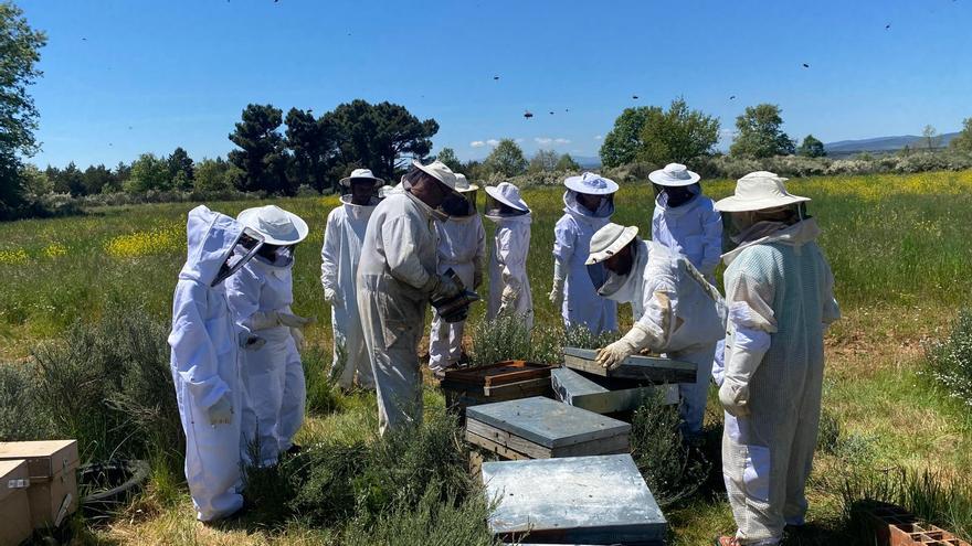 La autopista de polinizadores culmina con el estudio de la flora apícola del Lago de Sanabria