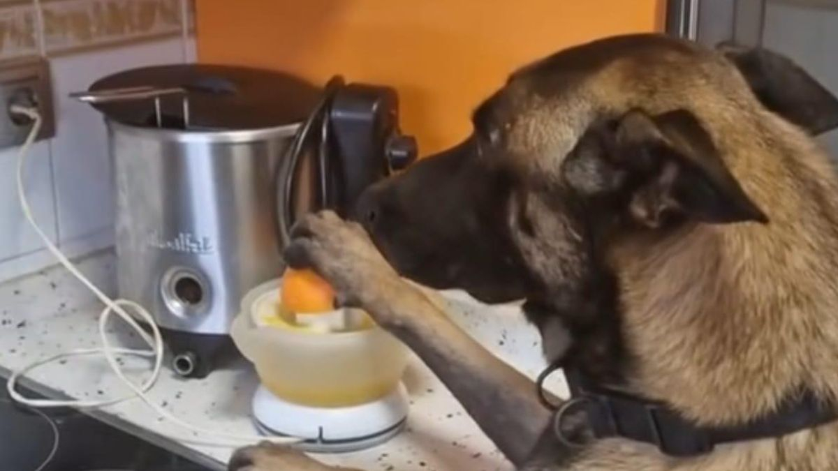 Así es Simba, el perro de Cádiz que exprime zumos, pone la lavadora y trae helados a su dueño