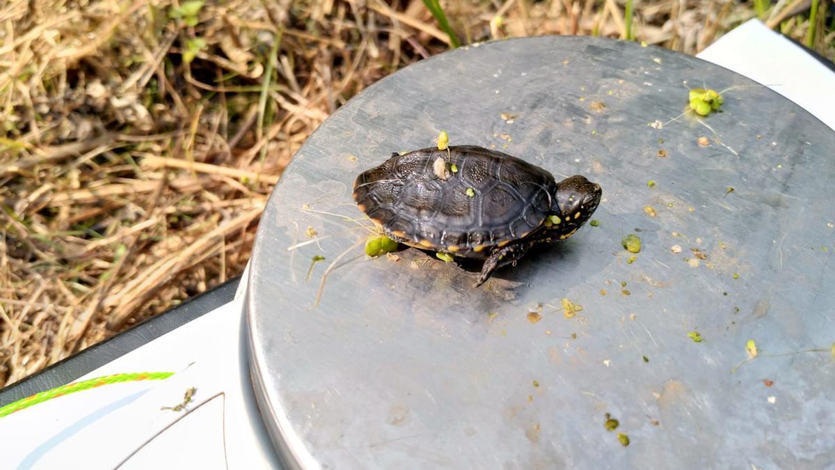 Detecten al Baix Ter nous exemplars nascuts en llibertat d'una tortuga en perill d'extinció