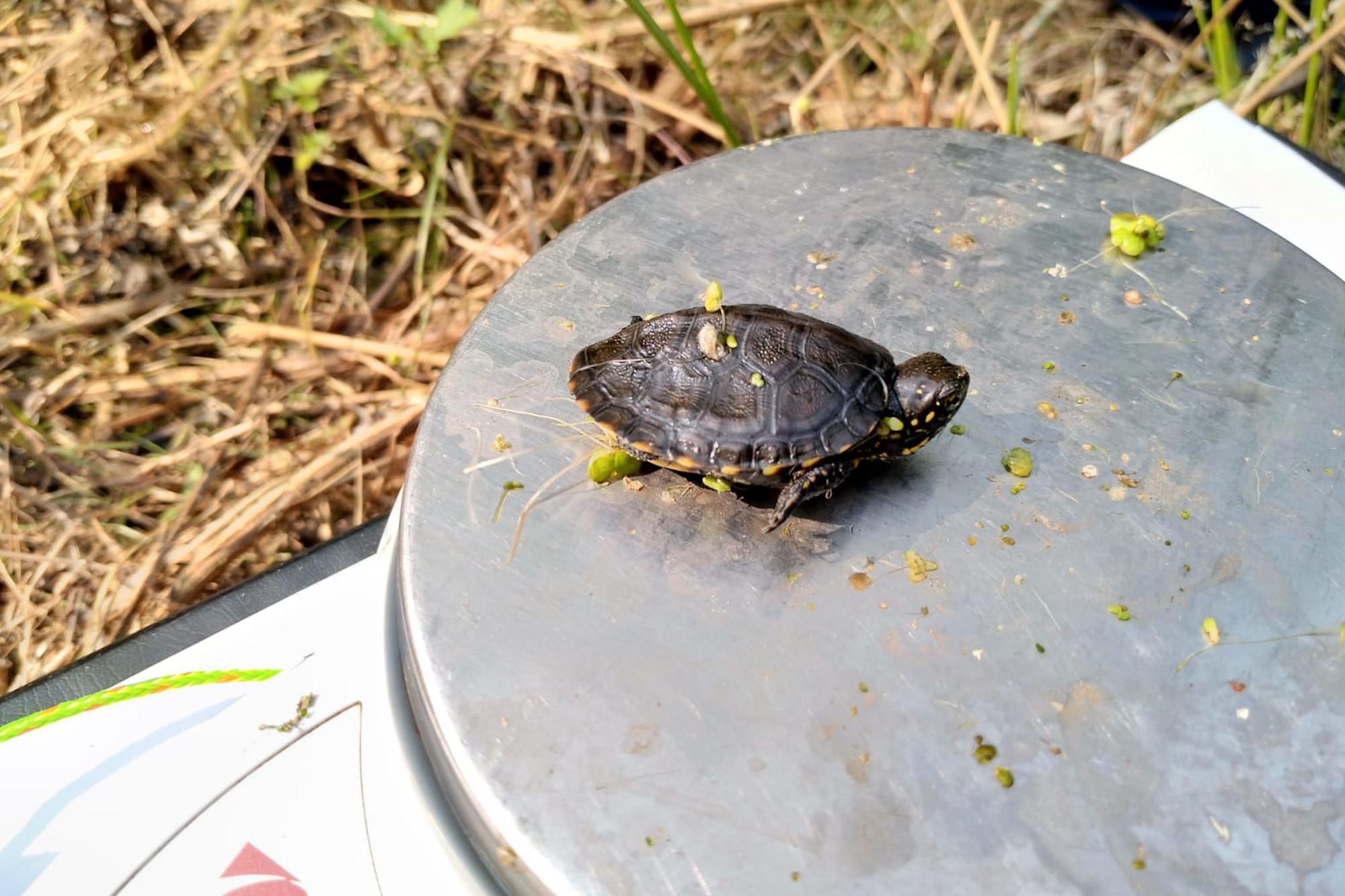 Detecten al Baix Ter nous exemplars nascuts en llibertat d'una tortuga en perill d'extinció