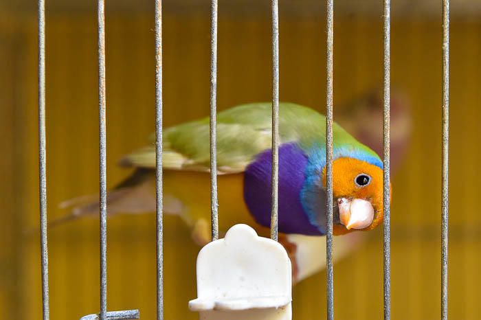 Pedro y sus pájaros diamante