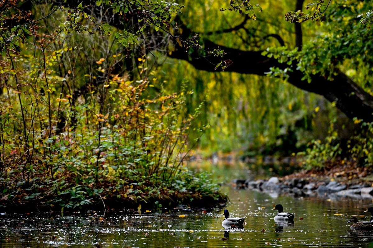 Estanque del parque Great Garden durante una tarde de otoño, en Dresde, Alemania.