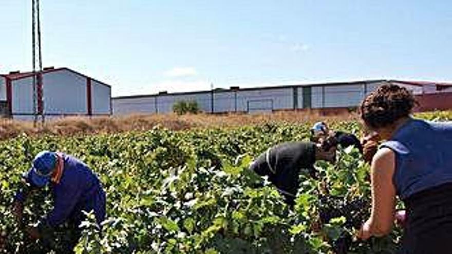 Jornaleros recolectan uva en una parcela de la DO Toro.