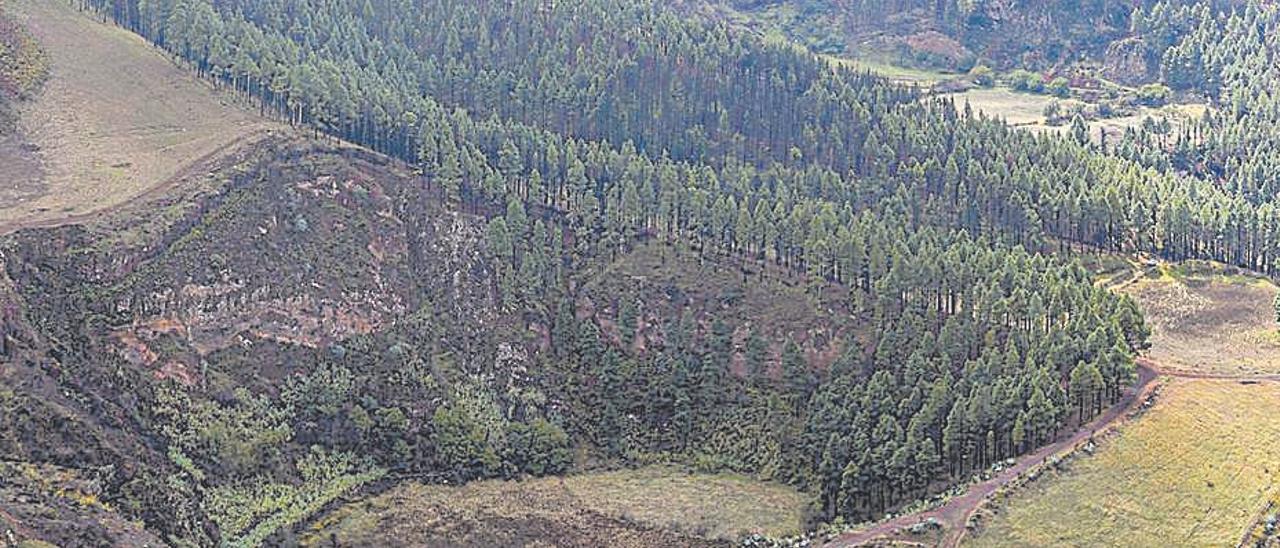 Vista del Paisaje Protegido de las Cumbres en Gáldar, con su zona de pinares.