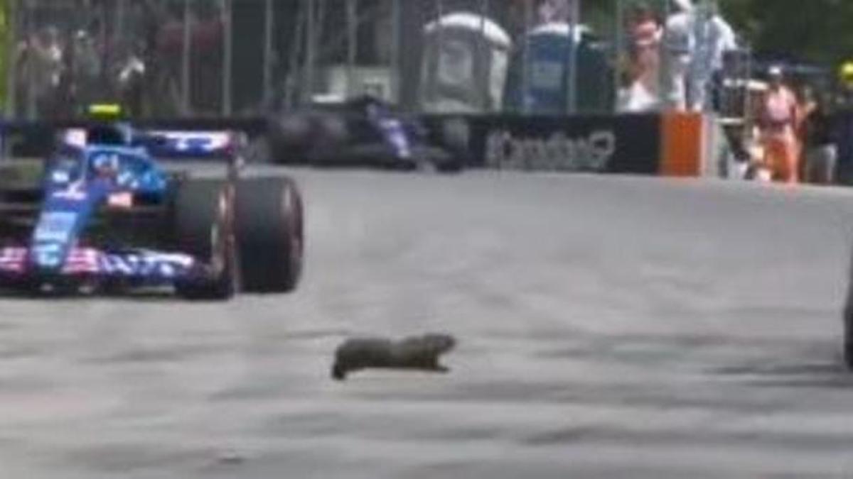 La marmota cruzando la pista