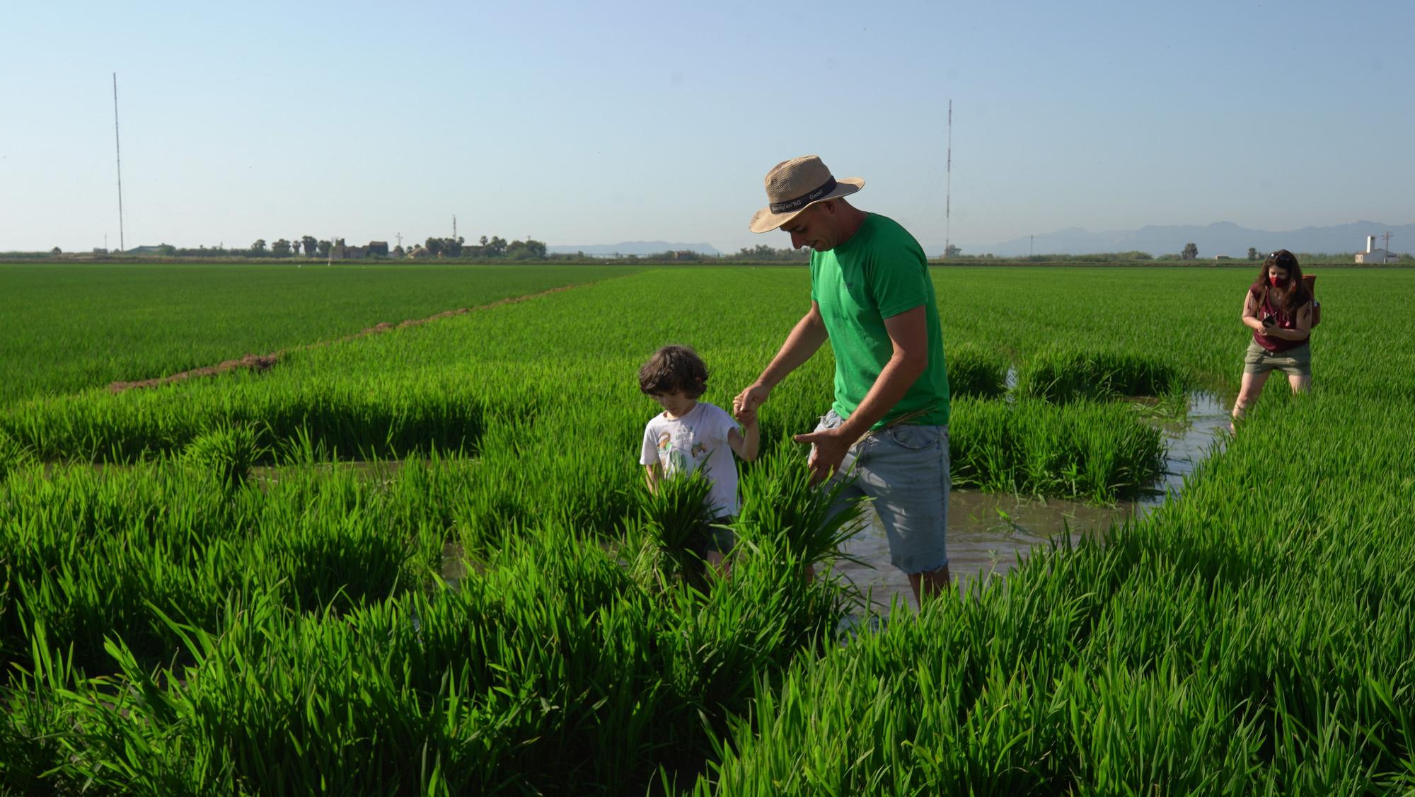 Turismo arrocero: así se puede conocer cómo se planta el arroz de l'Albufera